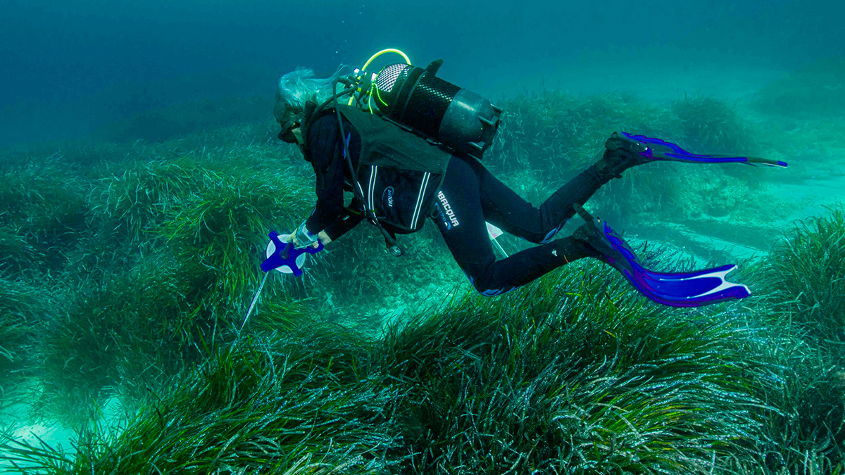 La pradera de Posidonia oceanica de Cala Vedella (Ibiza) sigue sin mostrar señales de recuperación