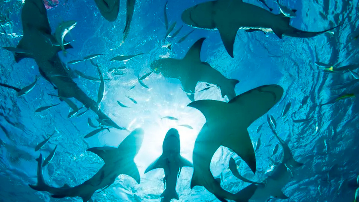Por qué está en peligro la supervivencia de los tiburones en el Mediterráneo