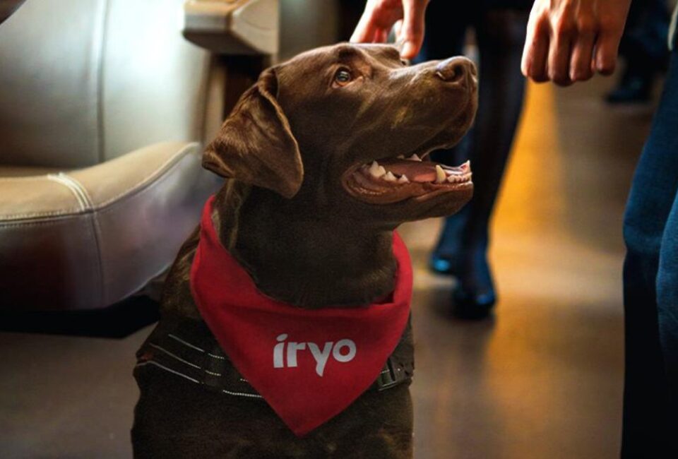 Este verano iryo permite viajar en sus trenes con perros de más de 10 kilogramos de peso sin transportín