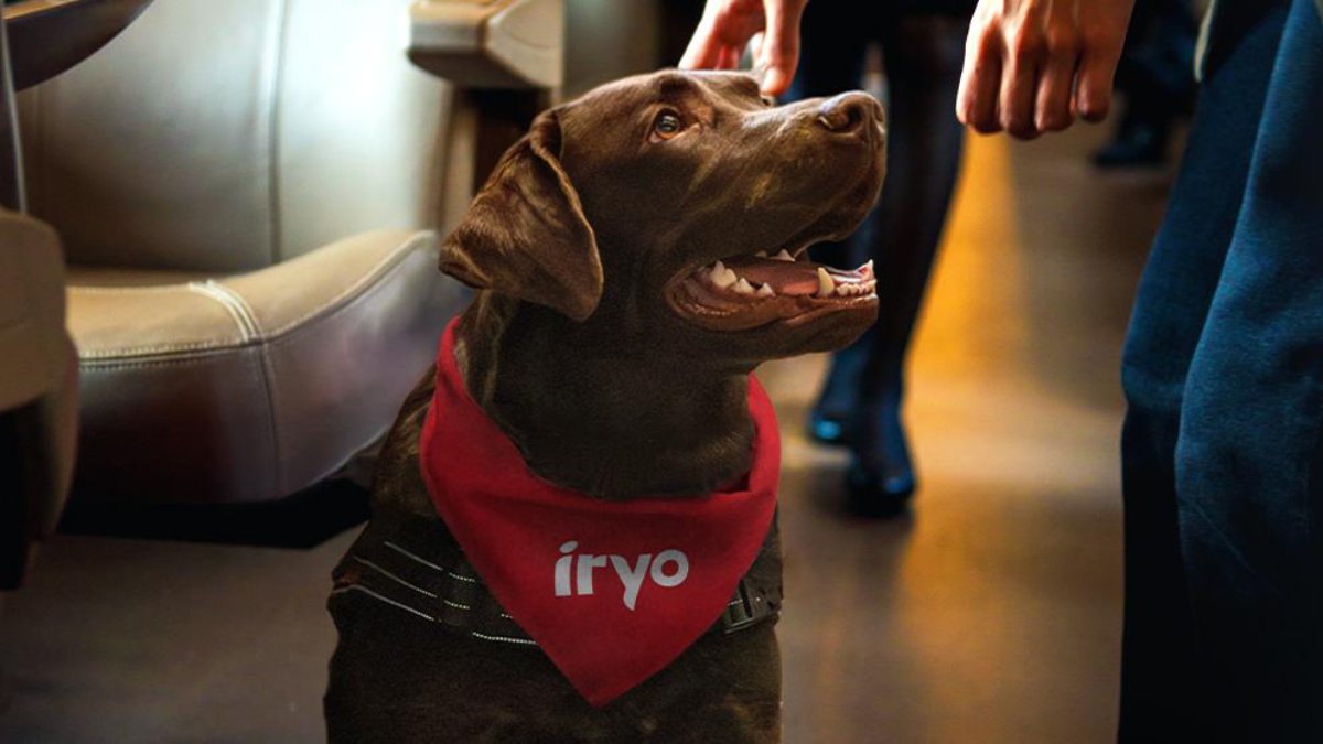 Este verano iryo permite viajar en sus trenes con perros de más de 10 kilogramos de peso sin transportín