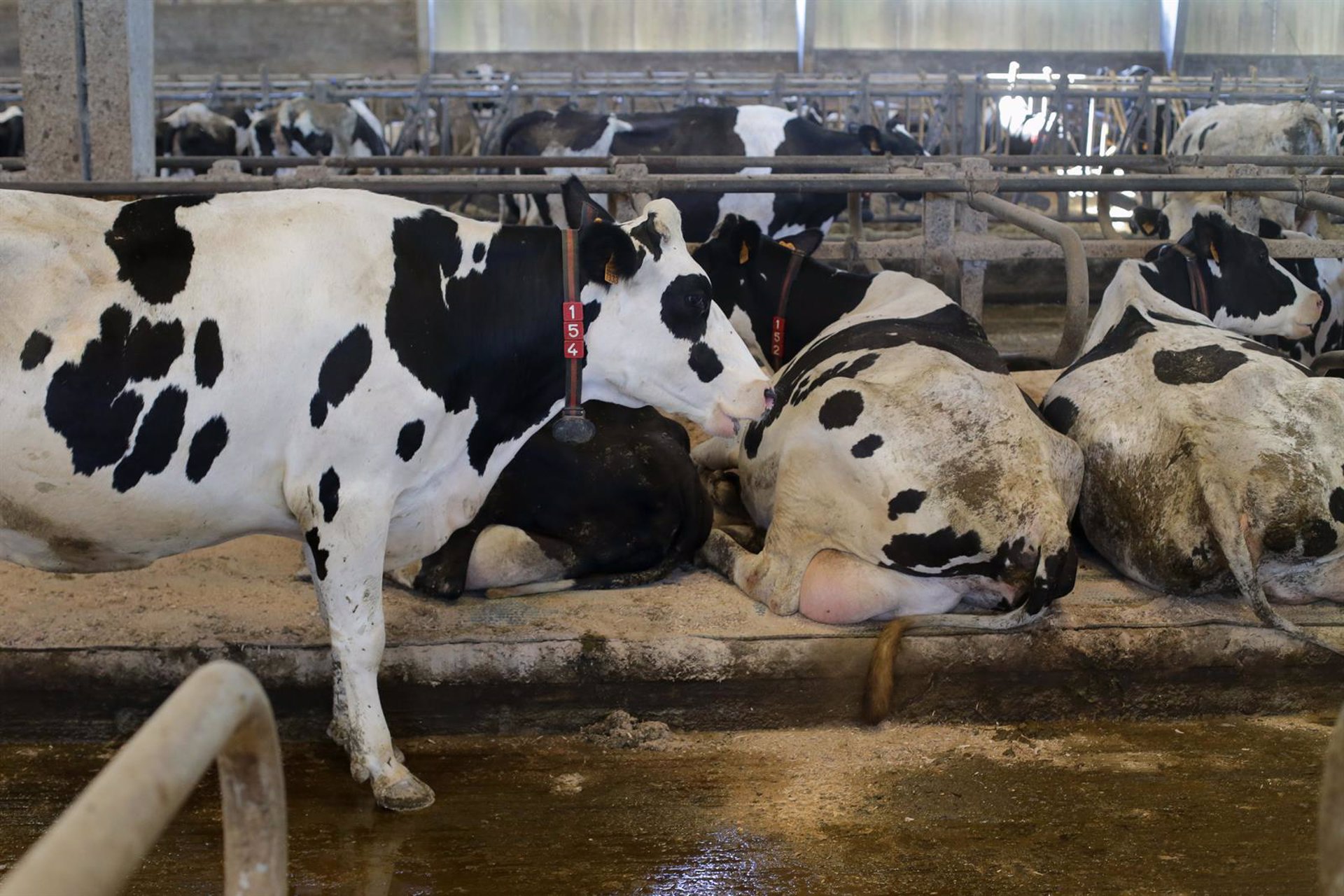 El precio de leche de productores gallegos sigue por debajo de 50 céntimos  en marzo, a la cola del país - Forbes España