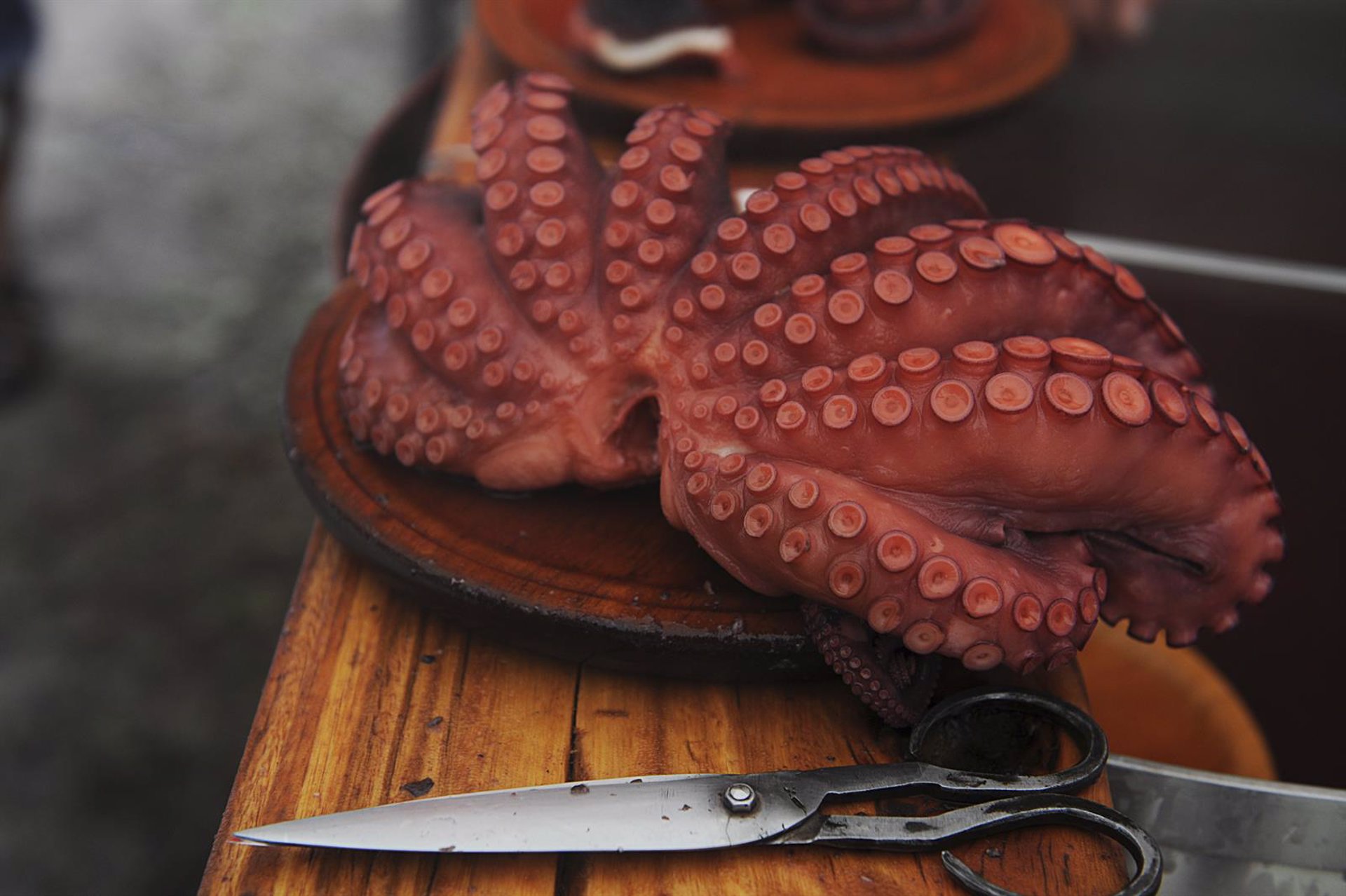 Comienza la veda de pulpo hasta julio tras una caída de ventas del 13% en lo que va de año