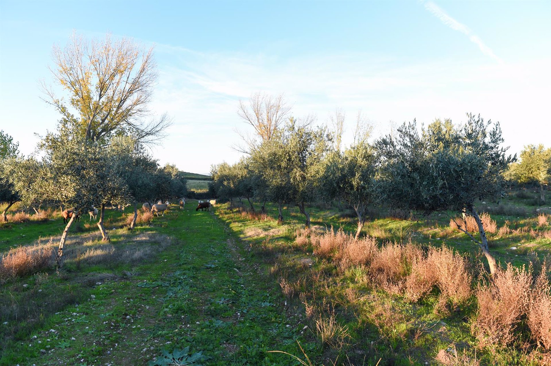 Andalucía aplaude revisión de la PAC y exige al Gobierno «más ambición» en la flexibilización de ecorregímenes