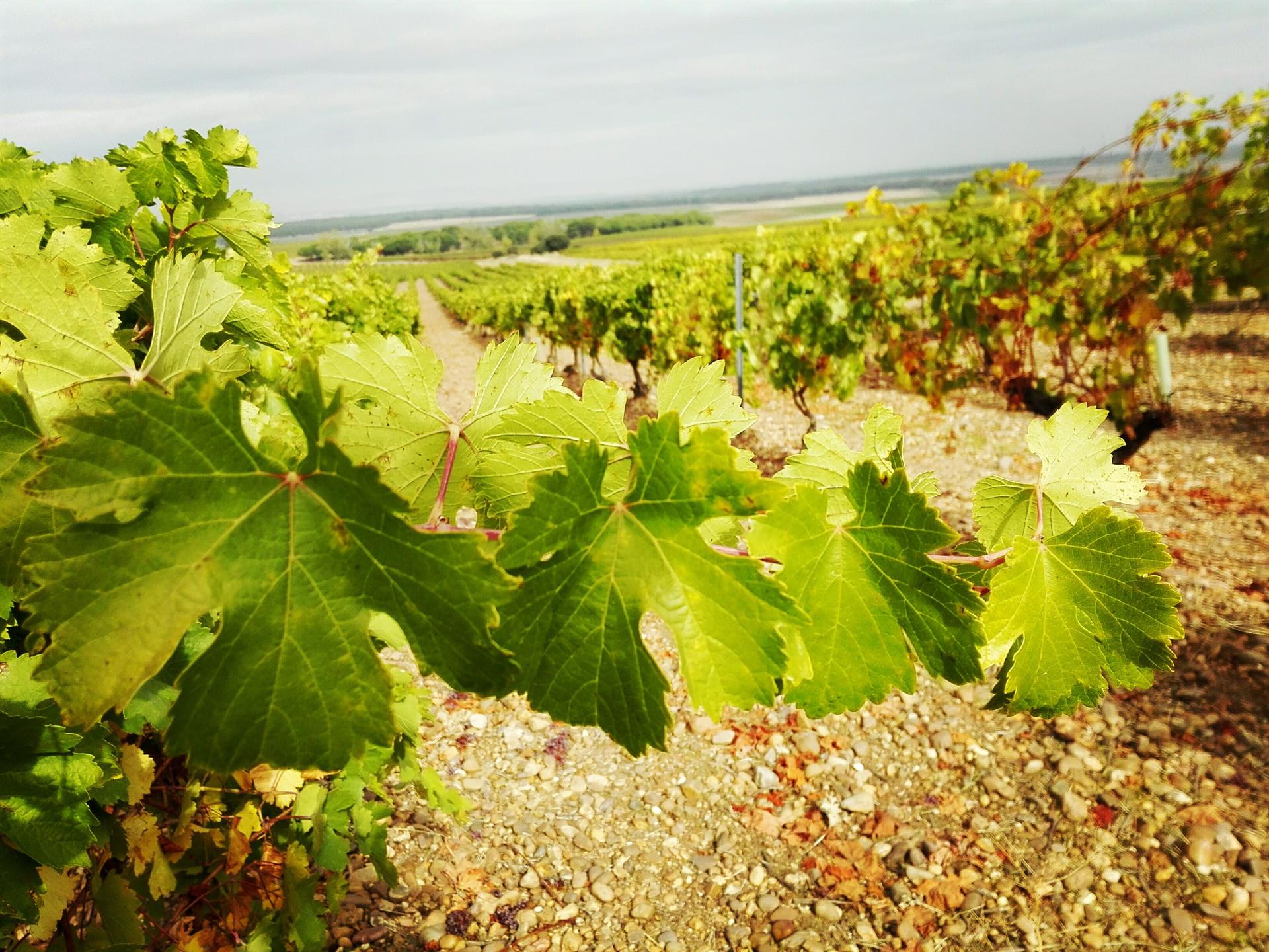 Viñedos, pinares y un castillo acogen el nuevo ciclo de Catas Singulares en Lugares Únicos de la Ruta del Vino de Rueda