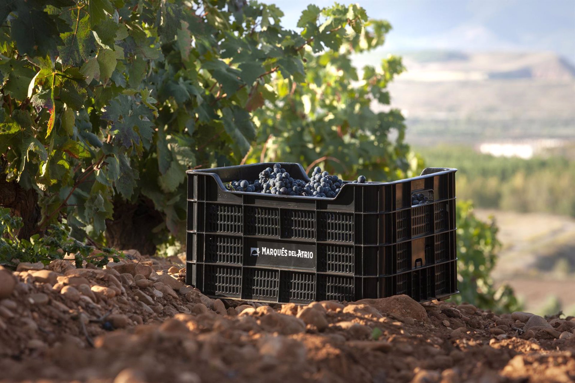 Las bodegas Marqués del Atrio y Faustino Rivero Ulecia renuevan el sello ‘Wineries for Climate Protection’