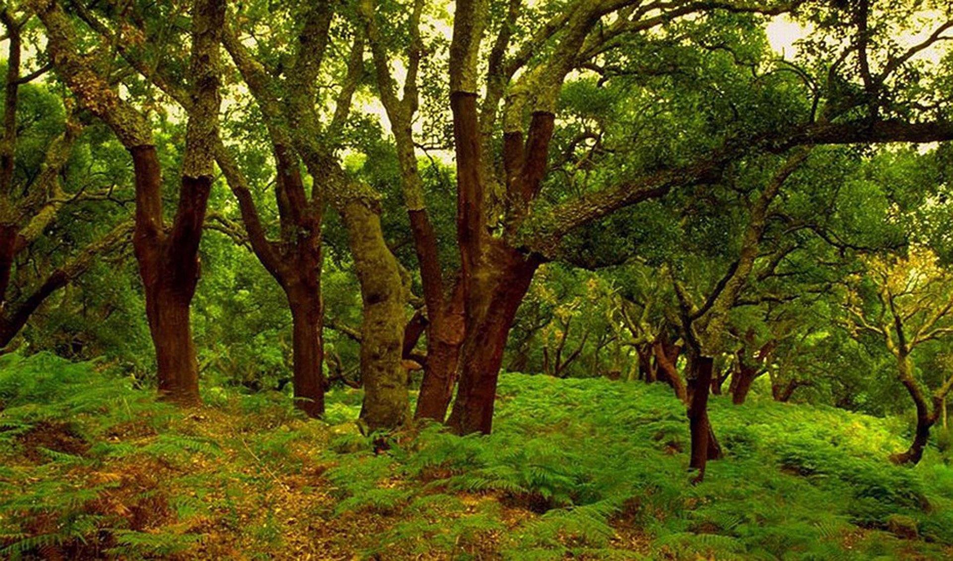 Coca-Cola Europacific Partners o Fundación Ceimar, galardonados en los Premios Andalucía Medio Ambiente