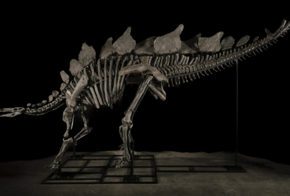 Cuánto cuesta un fósil: este de un estegosaurio de 150 millones de años podría convertirse en el más caro jamás vendido