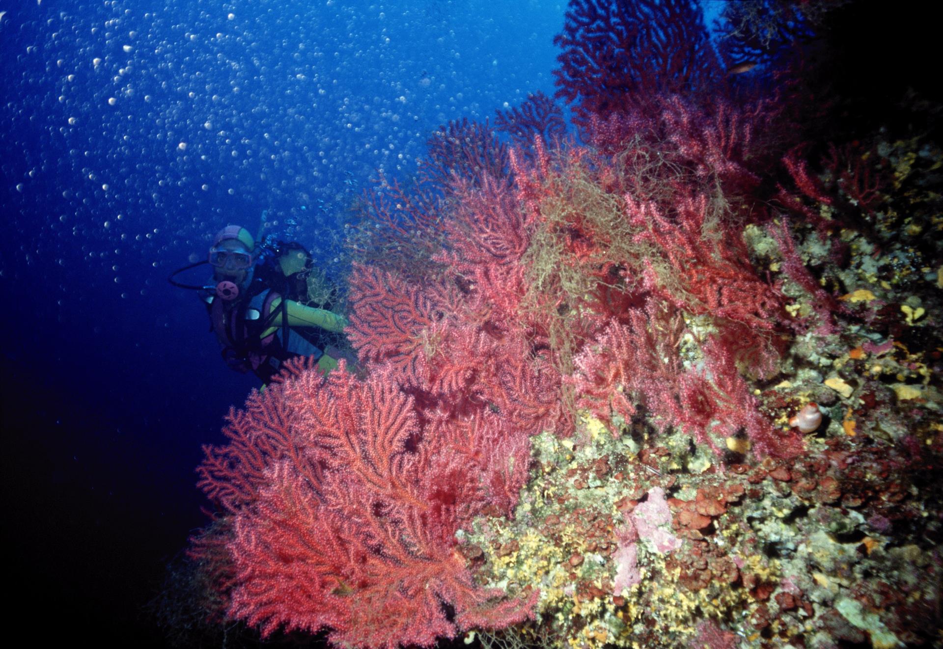 Diez lugares que todo amante del buceo debe visitar en Islas Baleares