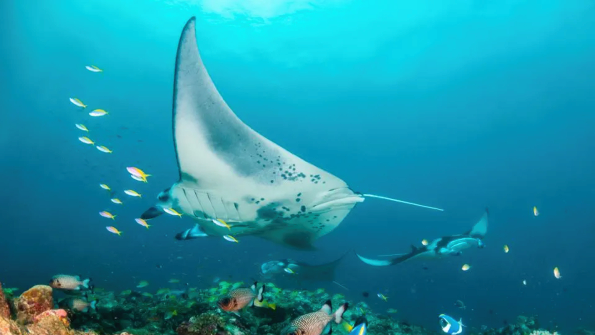 Viajes y bañadores de lujo, una llamativa colaboración para proteger las mantarrayas de Seychelles (y los océanos)