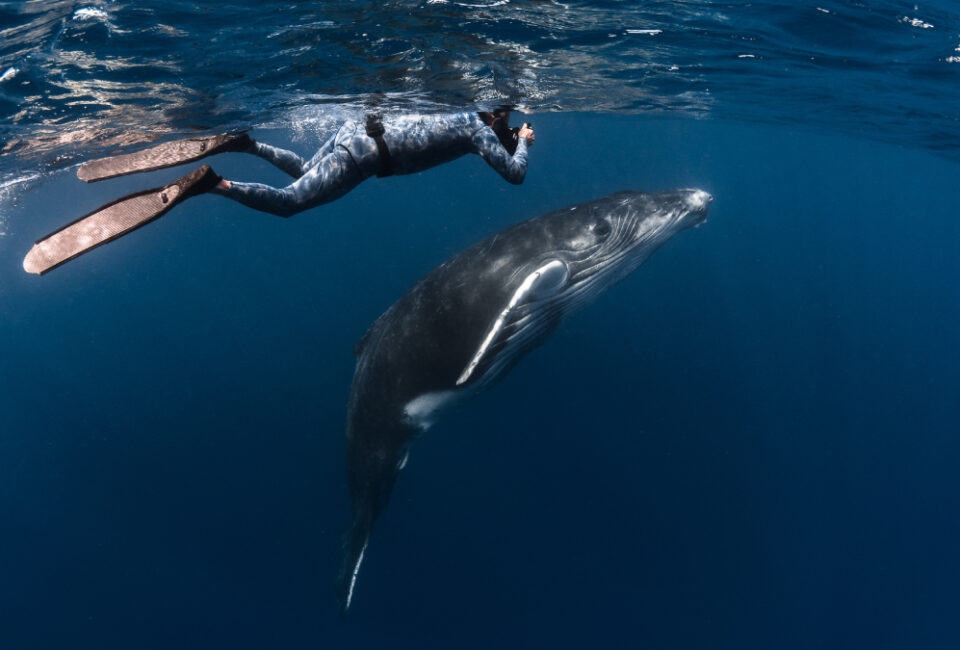 Observar ballenas y nadar con ellas: fascinante alternativa a unas vacaciones de (solo) sol y playa en las Islas de Tahití