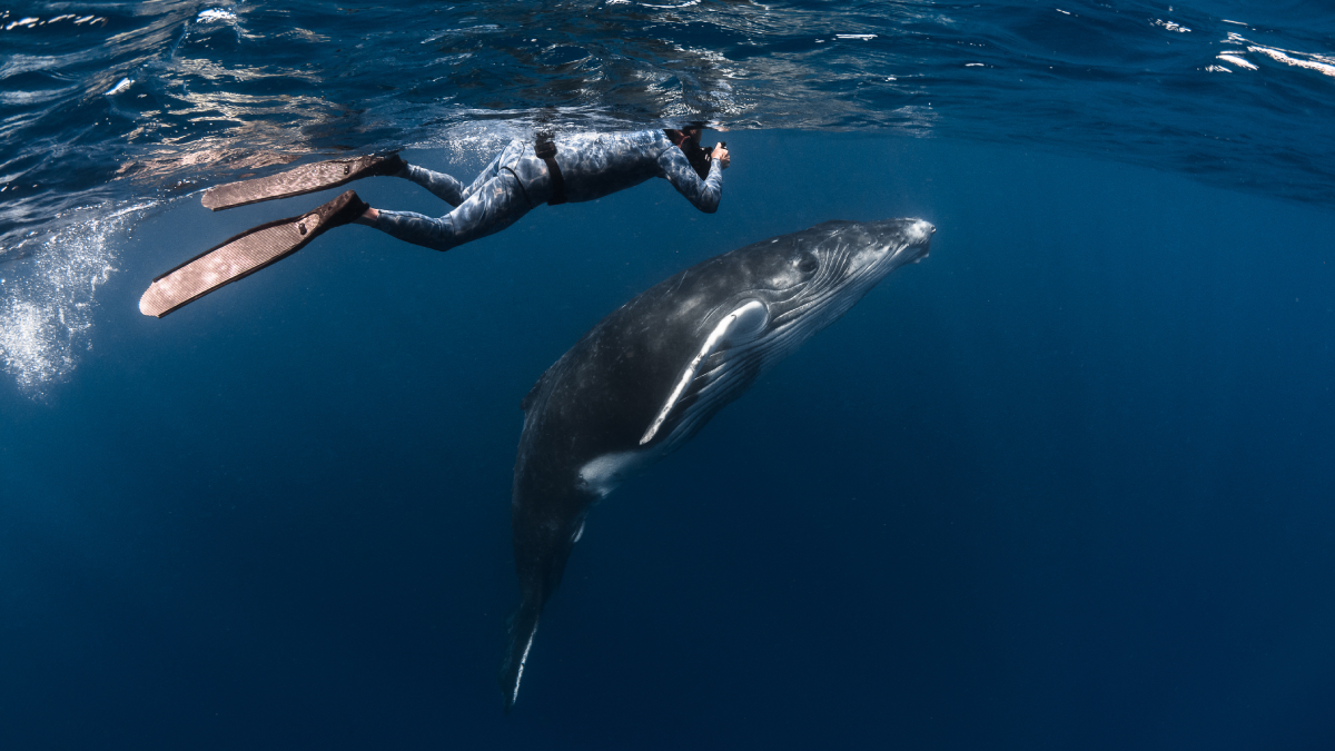 Observar ballenas y nadar con ellas: fascinante alternativa a unas vacaciones de (solo) sol y playa en las Islas de Tahití