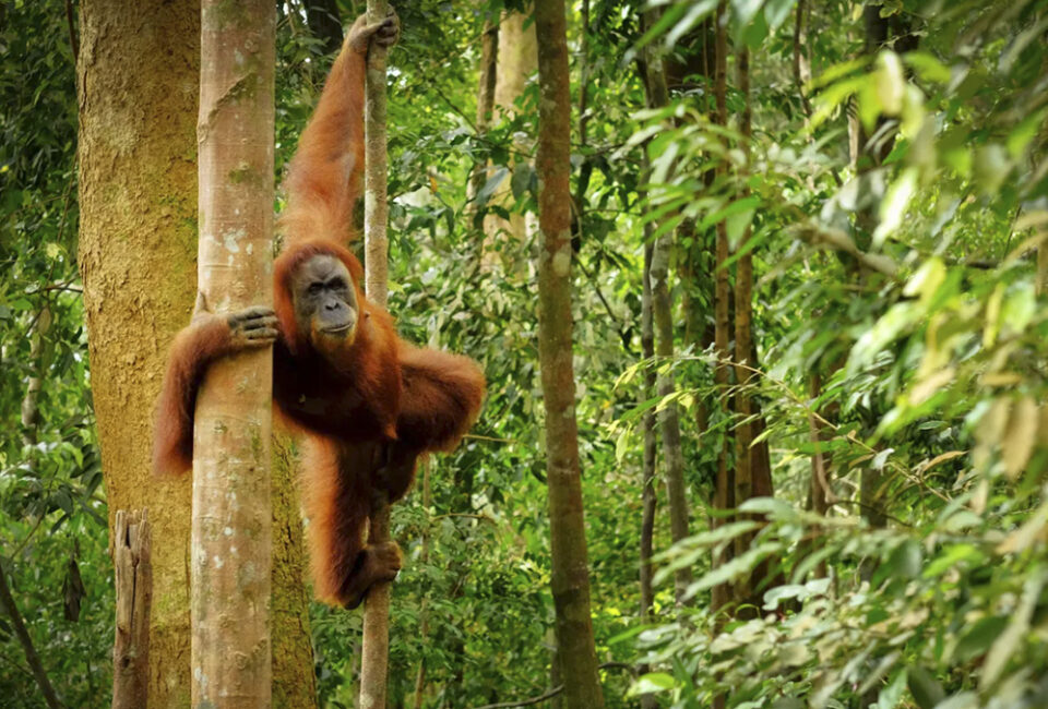 Sumatra, el paraíso indonesio para hacer trekking entre orangutanes