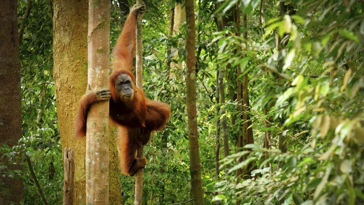 Sumatra, el paraíso indonesio para hacer trekking entre orangutanes