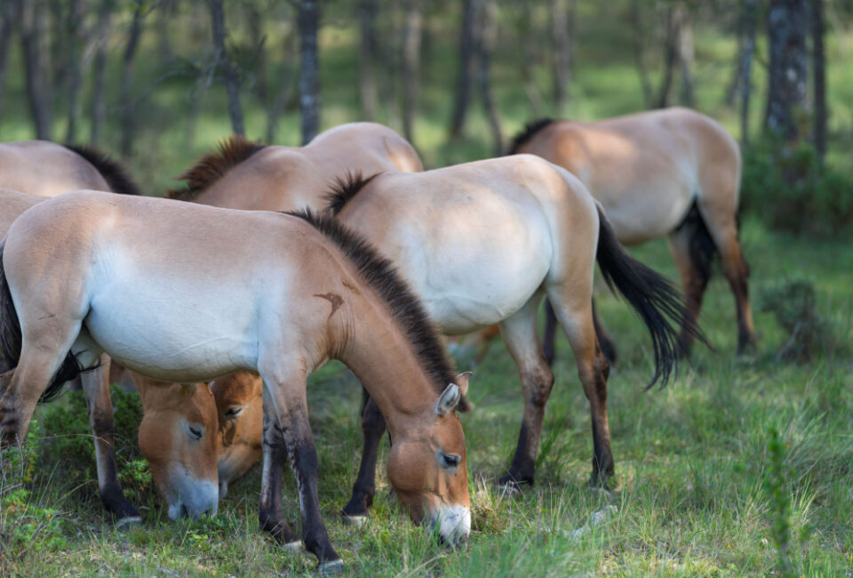 Un año más, Cartier apoya la biodiversidad y los ecosistemas