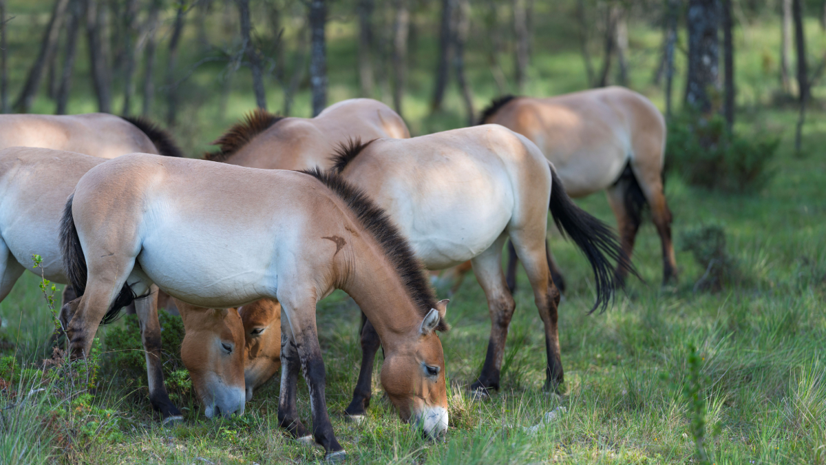 Un año más, Cartier apoya la biodiversidad y los ecosistemas