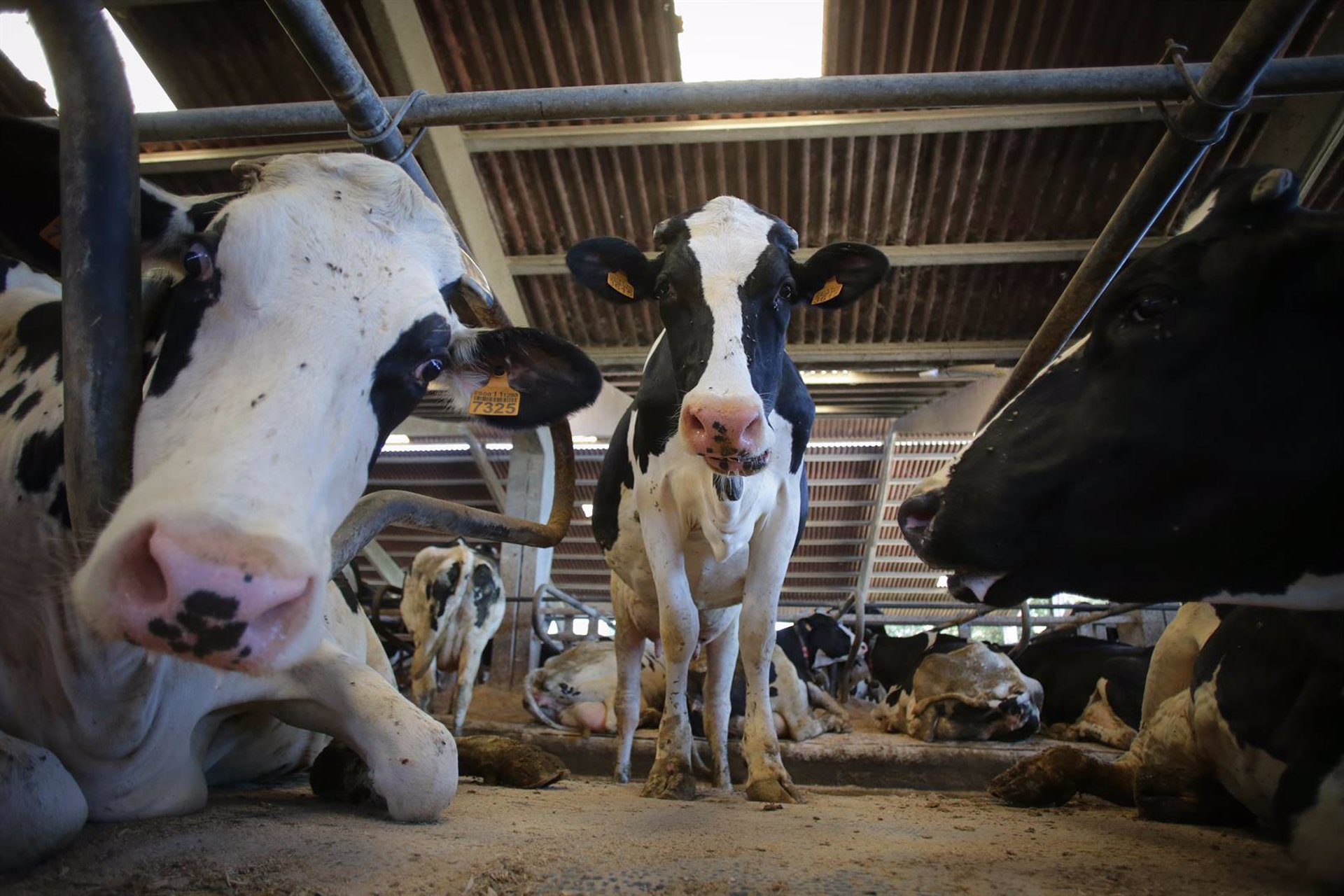 España encadena 18 meses con precios de la leche situados por encima de la media de la UE