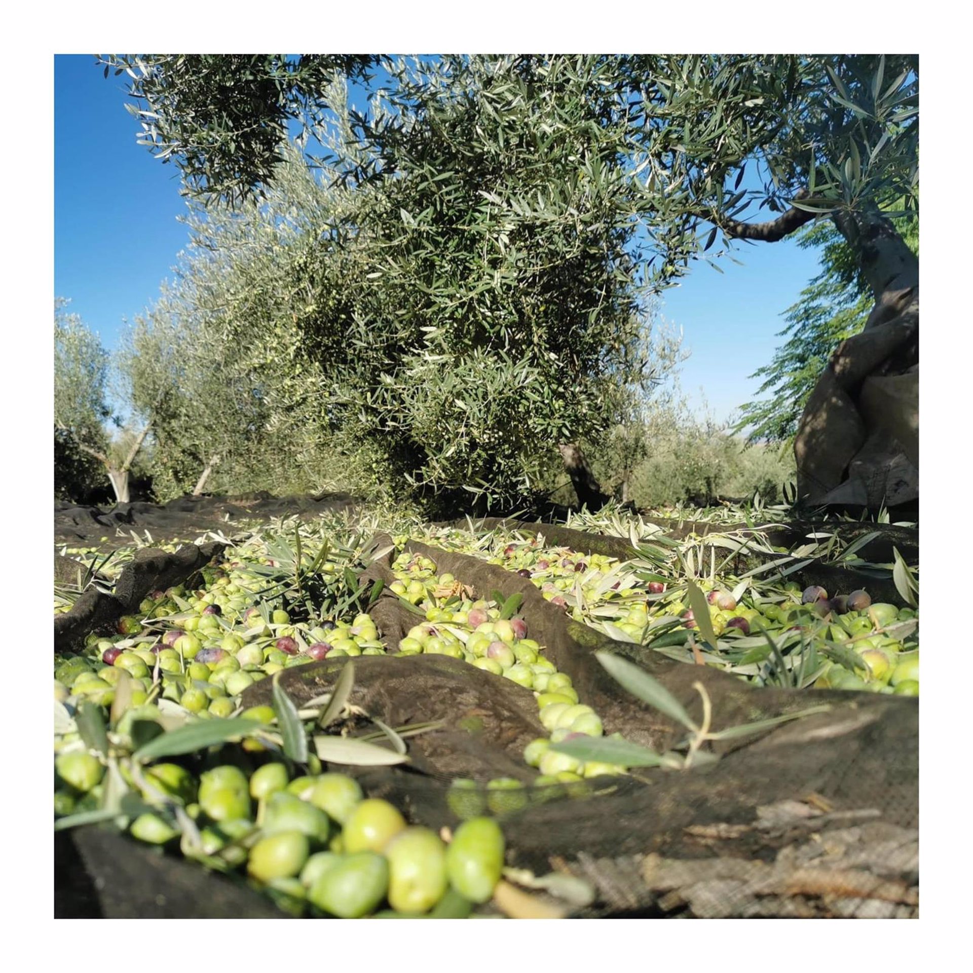 Organizaciones agrarias coinciden en la necesidad de más lluvia para cumplir con las previsiones de aceite