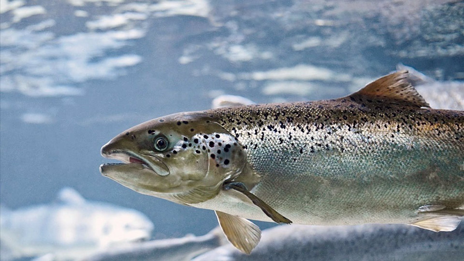 Los Veintisiete acuerdan reducir el límite de capturas de bacalao y salmón en el Báltico para 2025