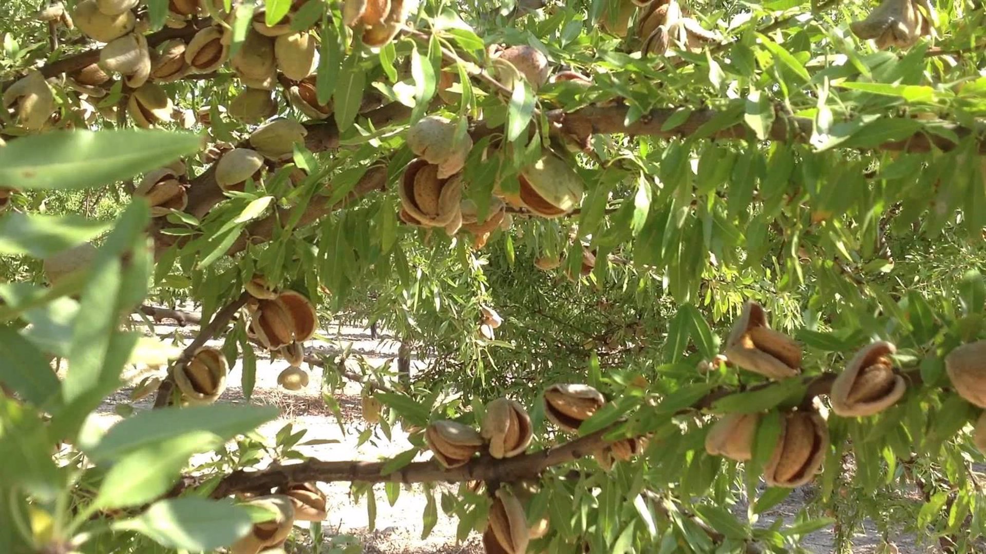 Unión de Uniones critica el papel de las lonjas en los precios de frutos secos que roza lo «abusivo»