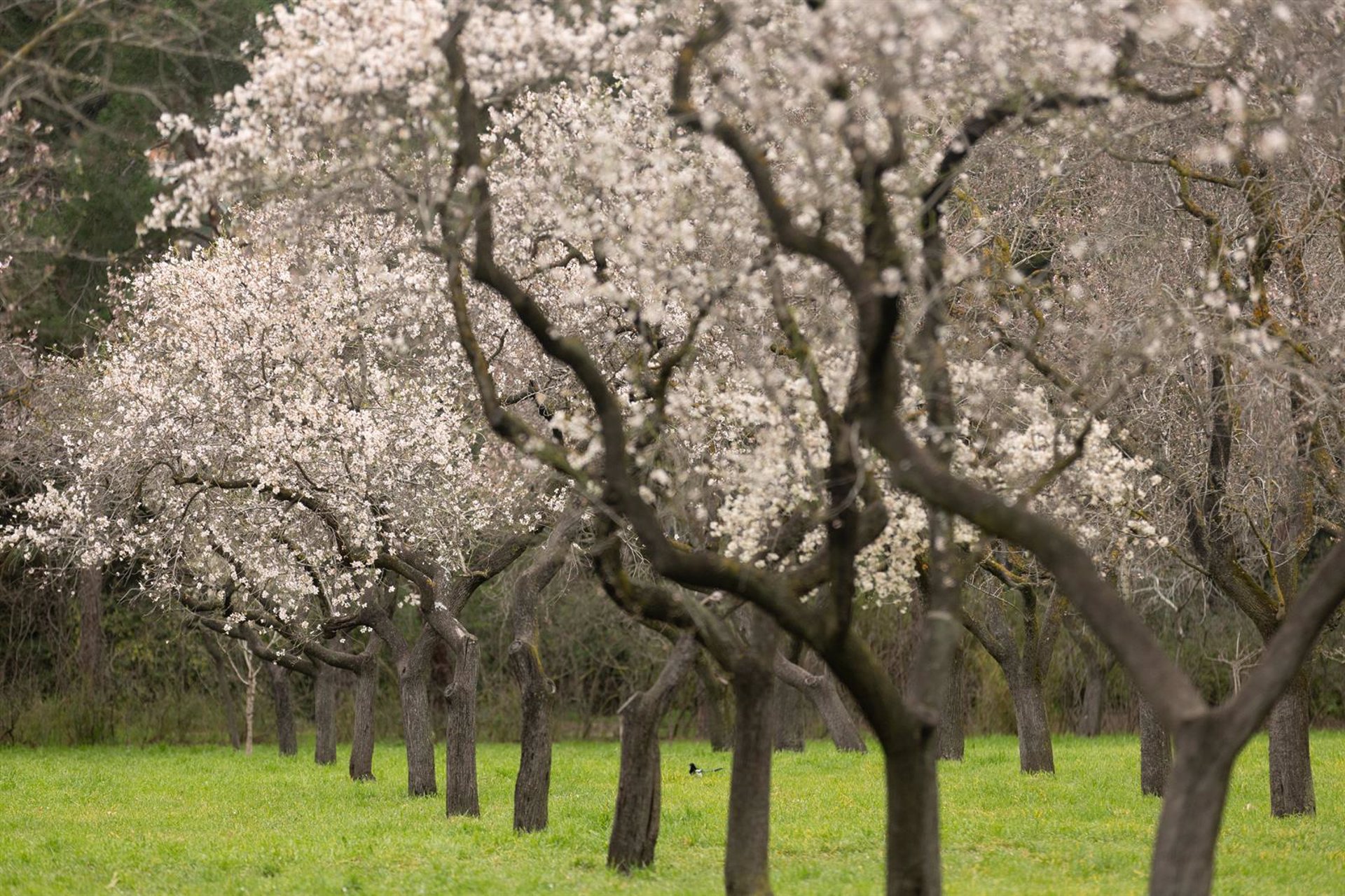 UPA critica al Ministerio de Agricultura por sus previsiones de frutos secos