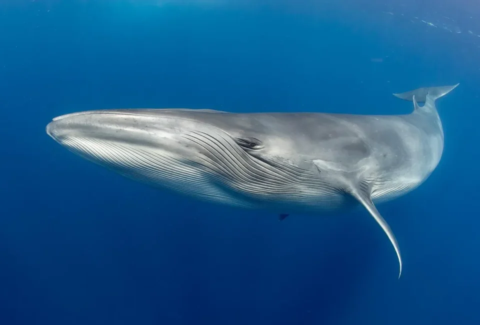 La isla española perfecta para avistar ballenas