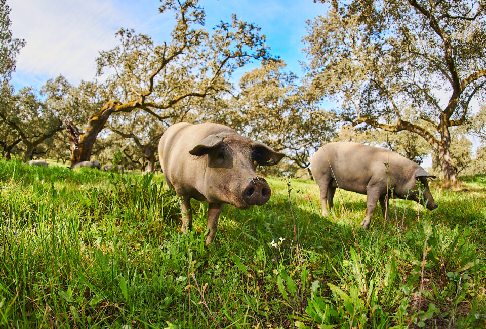 Joselito: Innovación y Regeneración desde la Dehesa