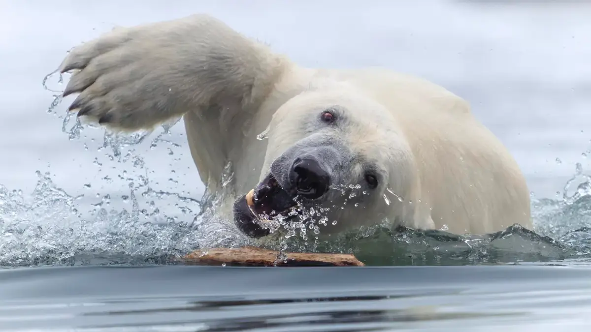 Fotogalería | Estas son las imágenes ganadoras de los World Nature Photography Awards