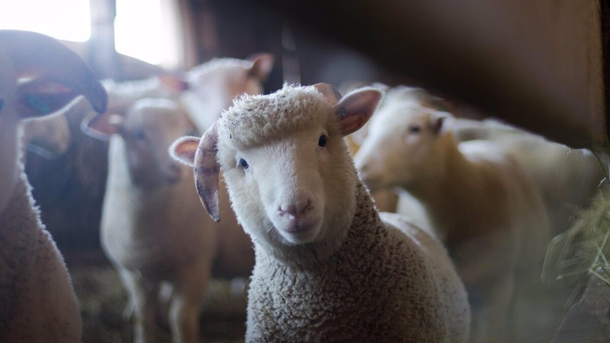 Unión de Uniones alerta de que la bajada del precio en origen de la leche de oveja provoca cierres