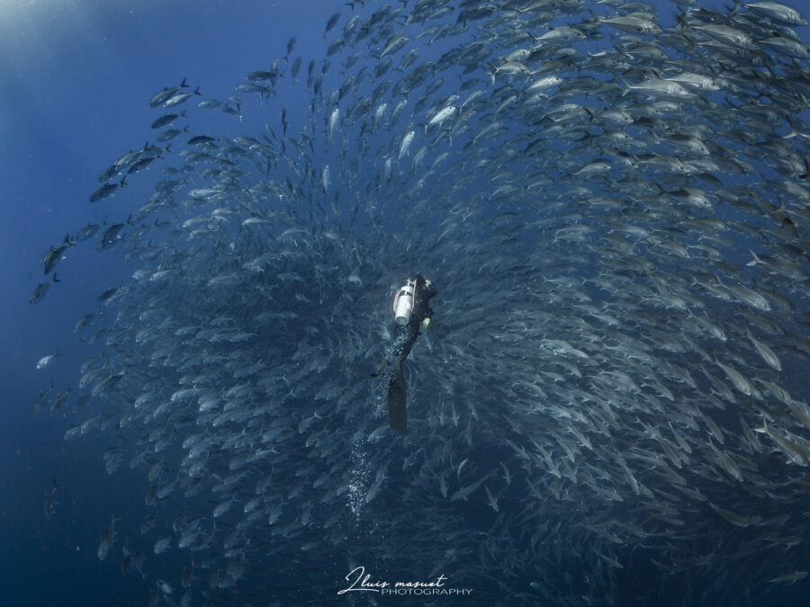 Buceando con Nautik: Así es bucear en Baja California Sur