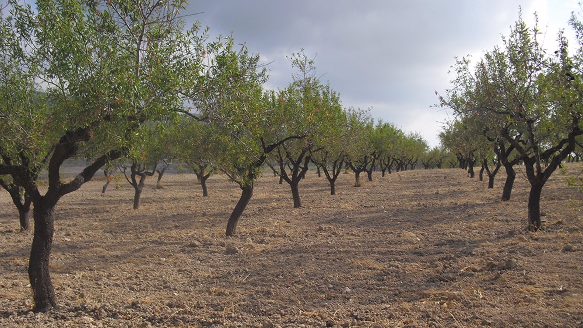 AVA lamenta que el Gobierno excluya de la ayuda asociada de frutos secos a las comarcas más productoras