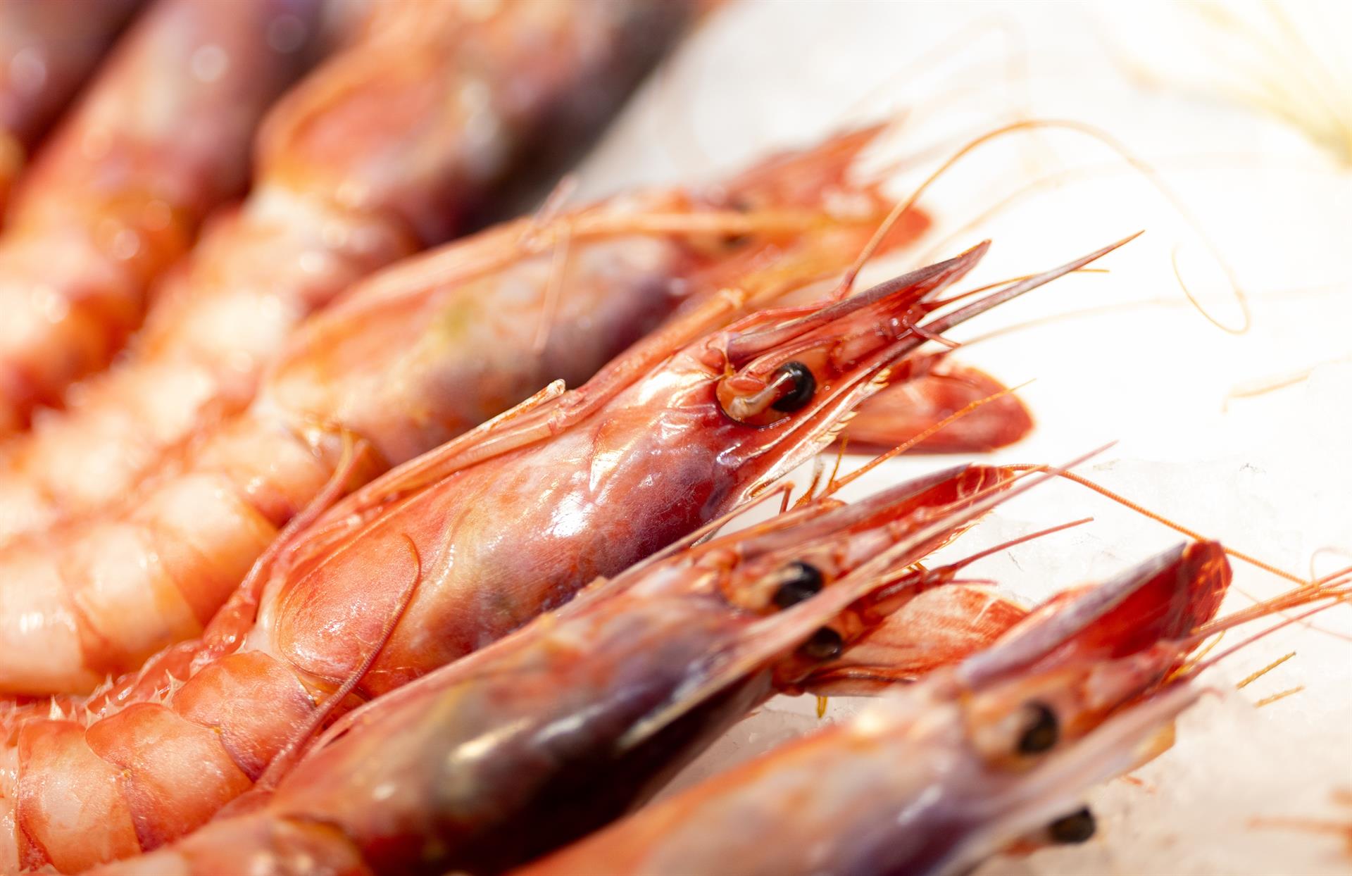 La fiesta del marisco MarisGalicia vuelve desde este viernes hasta el 1 de junio a Guipúzcoa