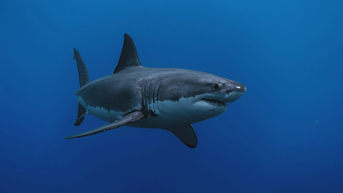 El primer gran blockbuster del cine ‘Tiburón’ cumple 50 años