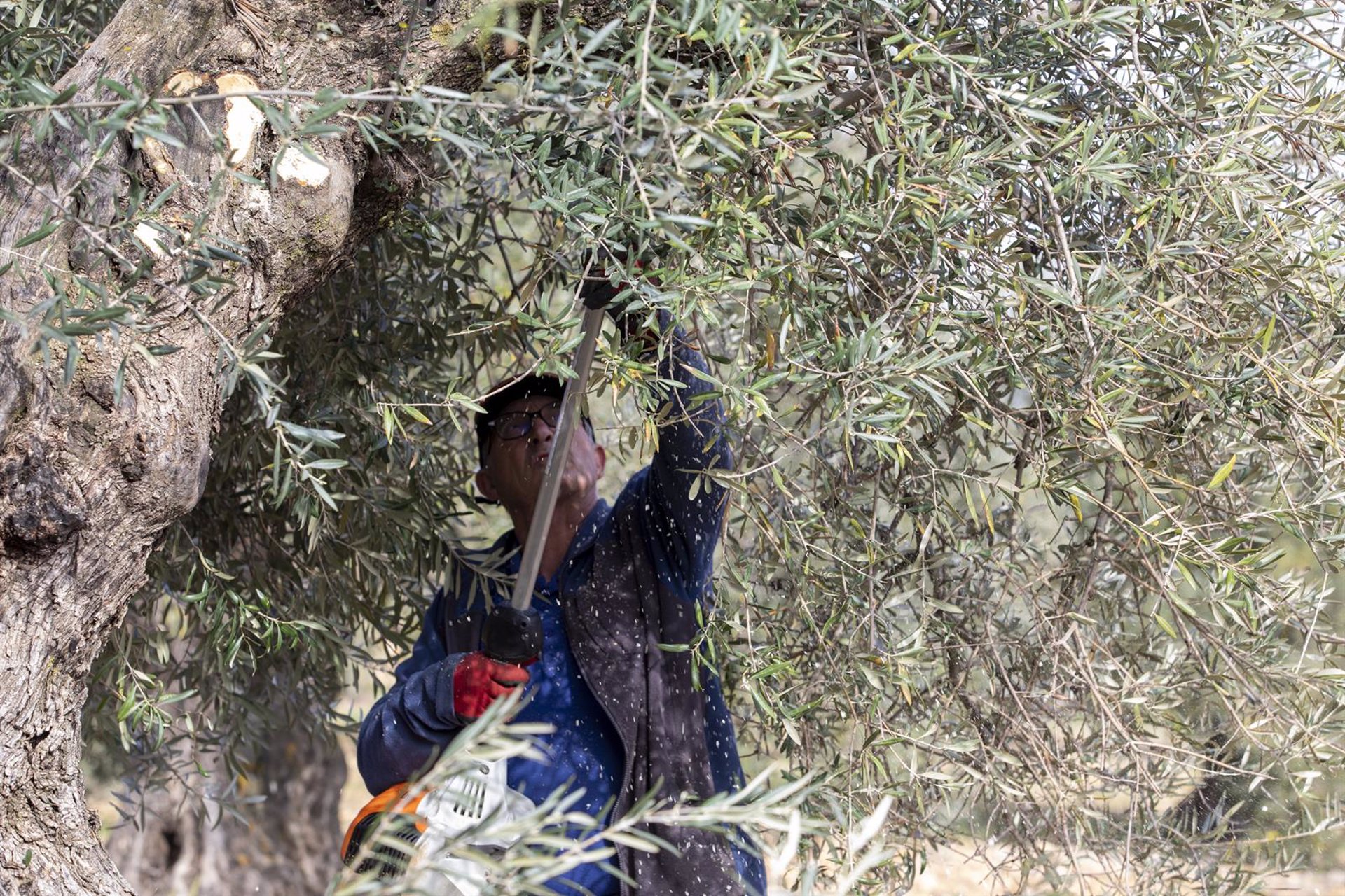 El PSOE apuesta por técnicas genómicas para mejorar la competitividad de la agricultura española