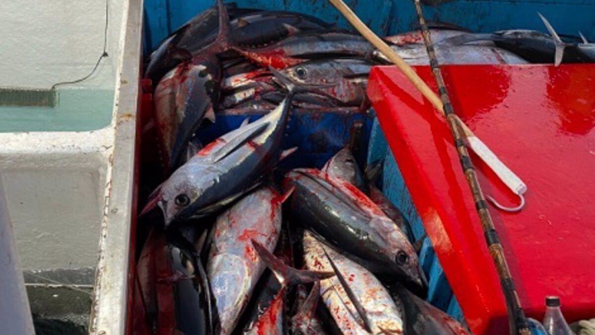 Faenar Transportes facilita faenar con seguridad a los barcos de pesca local y ...