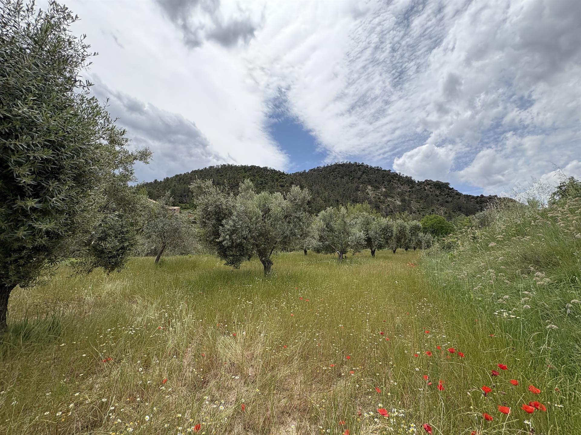 ‘Apadrinaunolivo.org’ celebra la Semana del Medioambiente con actividades abiertas al público en Oliete (Teruel)