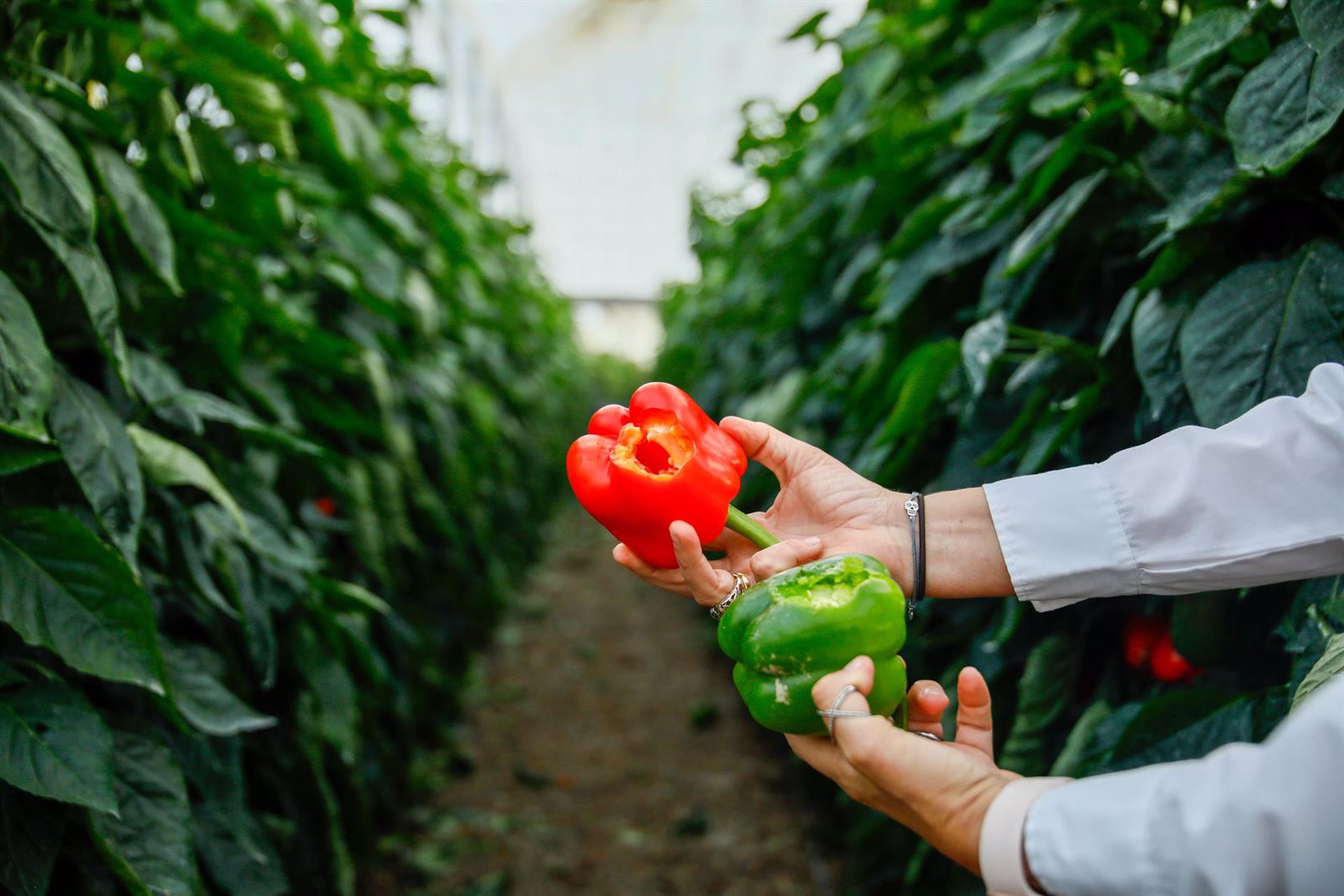 Agroseguro recibe 204.000 hectáreas siniestradas en mayo, la mayor parte por pedrisco