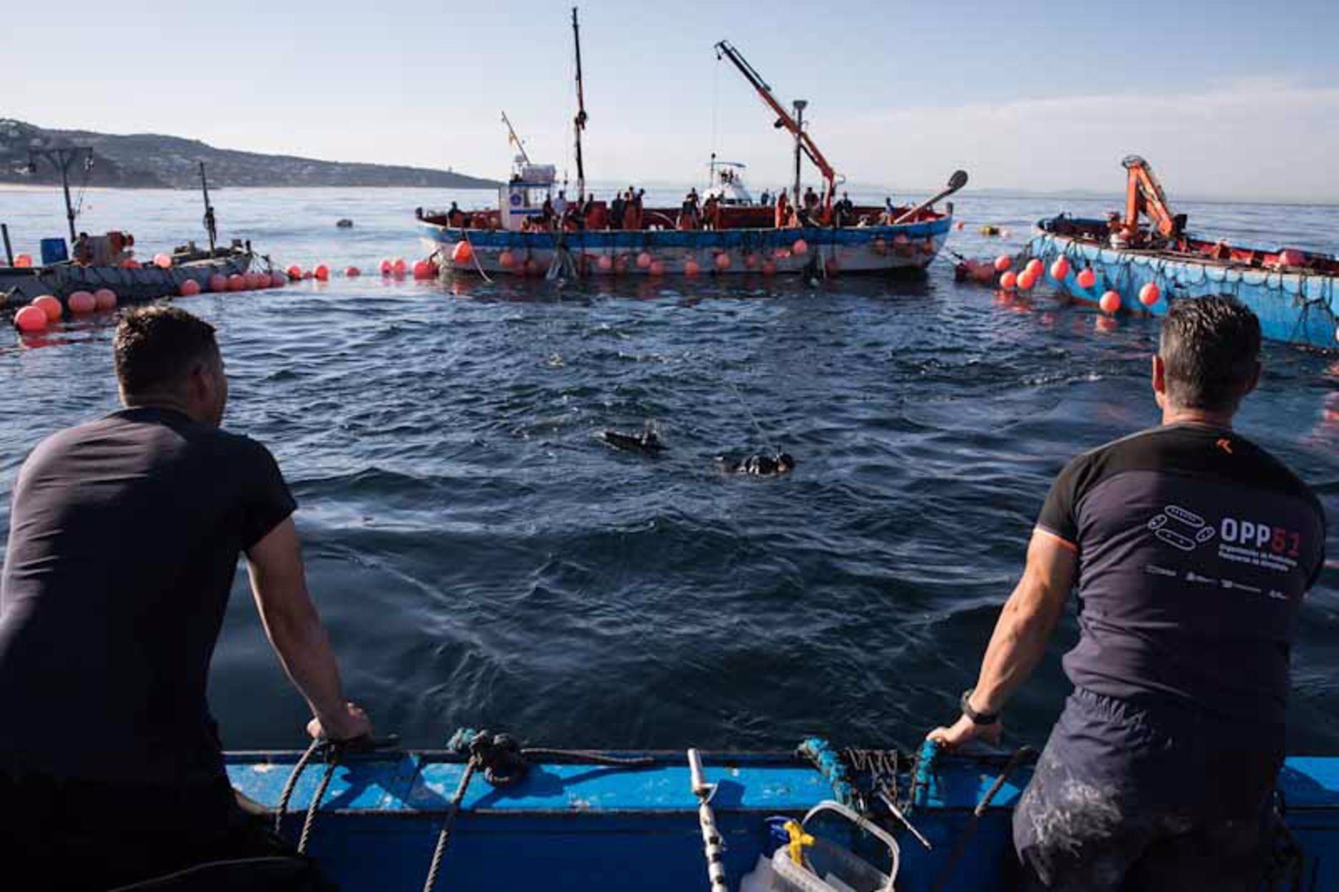 Las almadrabas de la OPP51 terminan la temporada con 1.402 toneladas de atún capturado y reclamando más cuota