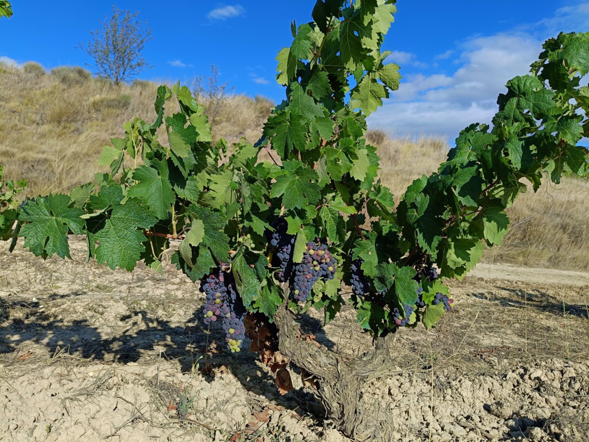 El TS inadmite el recurso de ABRA y anula definitivamente la DOP Arabako Mahastiak-Viñedos de Álava’