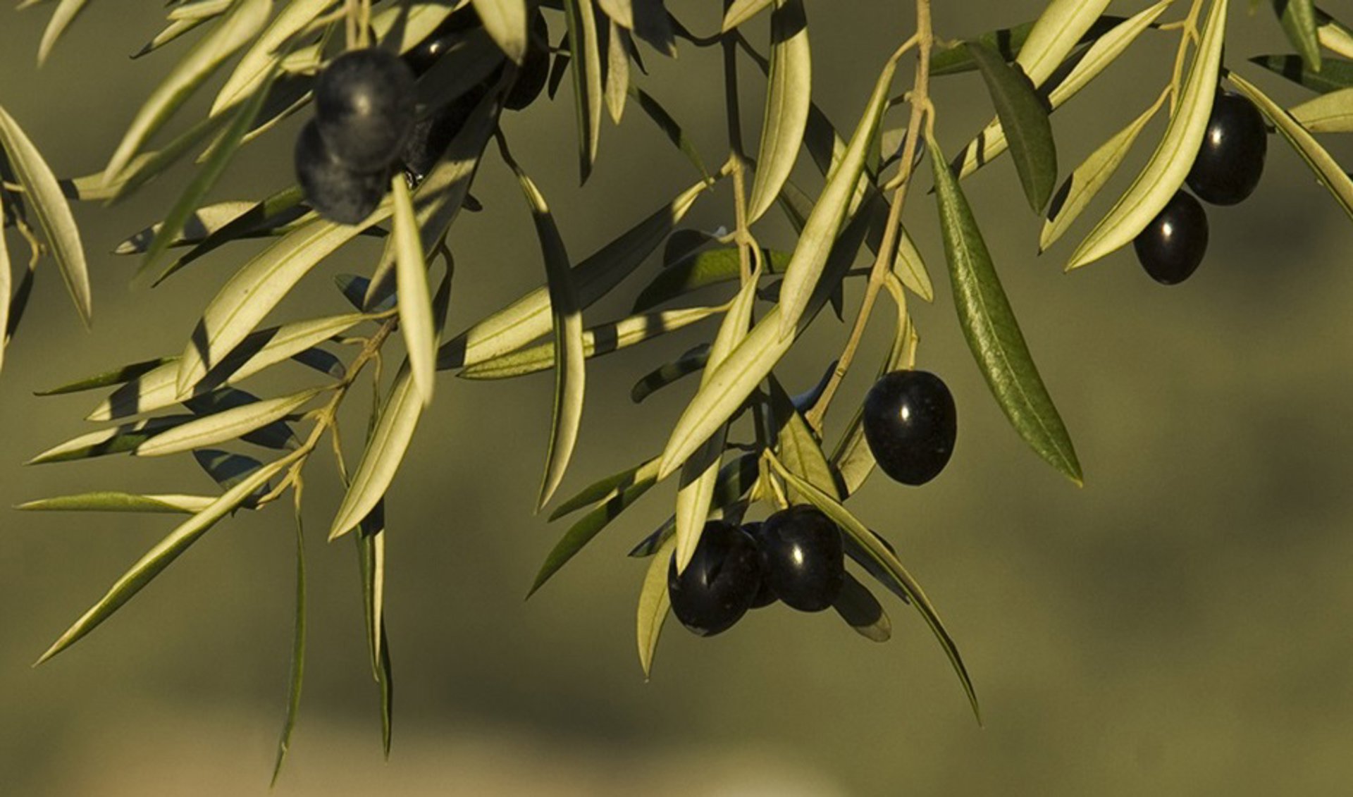 El Gobierno aprueba cambios normativos para dotar de «mayor transparencia» al mercado oleícola