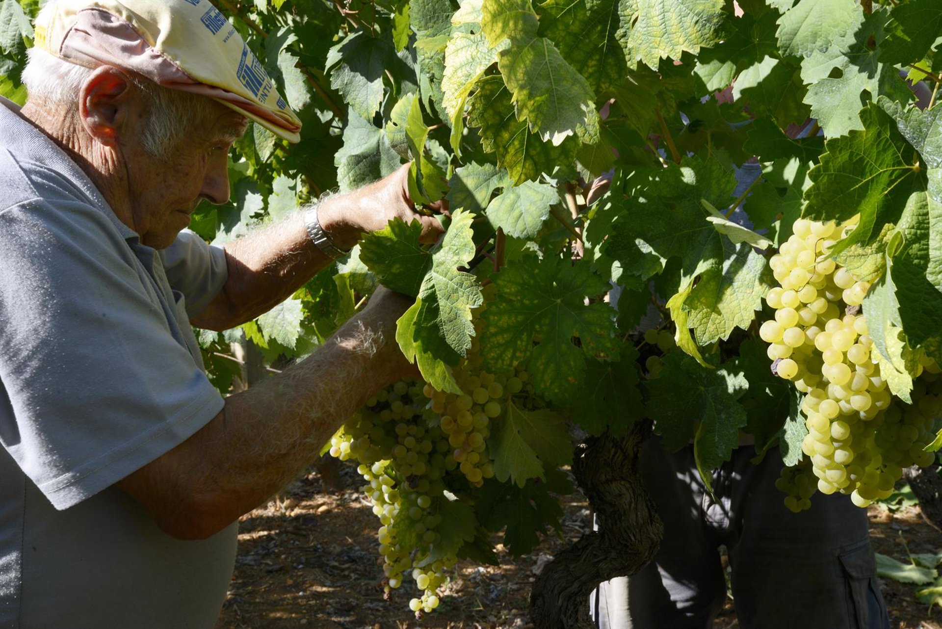 Los sindicatos europeos de agricultura, «preocupados» por la propuesta de la PAC que presenta «deficiencias»