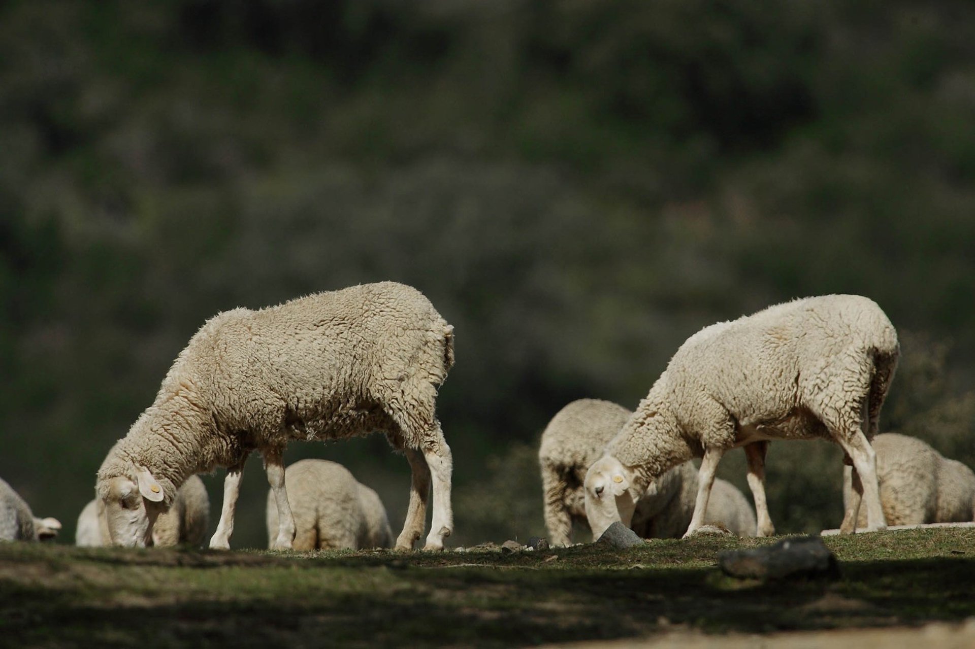Confirmados casos de lengua azul en seis provincias andaluzas y ocho rebaños ovinos bajo sospecha en Granada