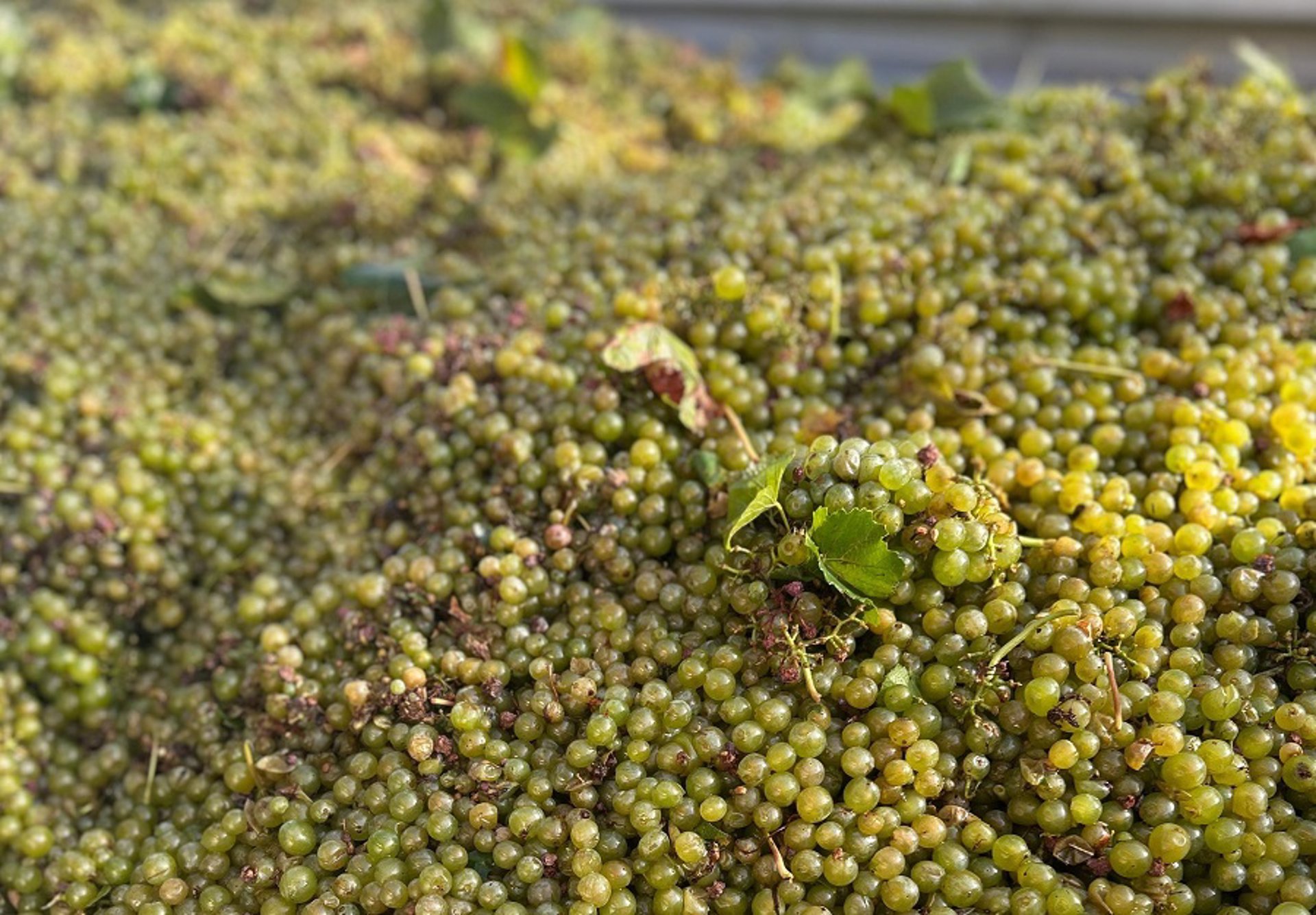AVA-Asaja denuncia que las bodegas del cava ofrecen por la uva «la mitad del año pasado»