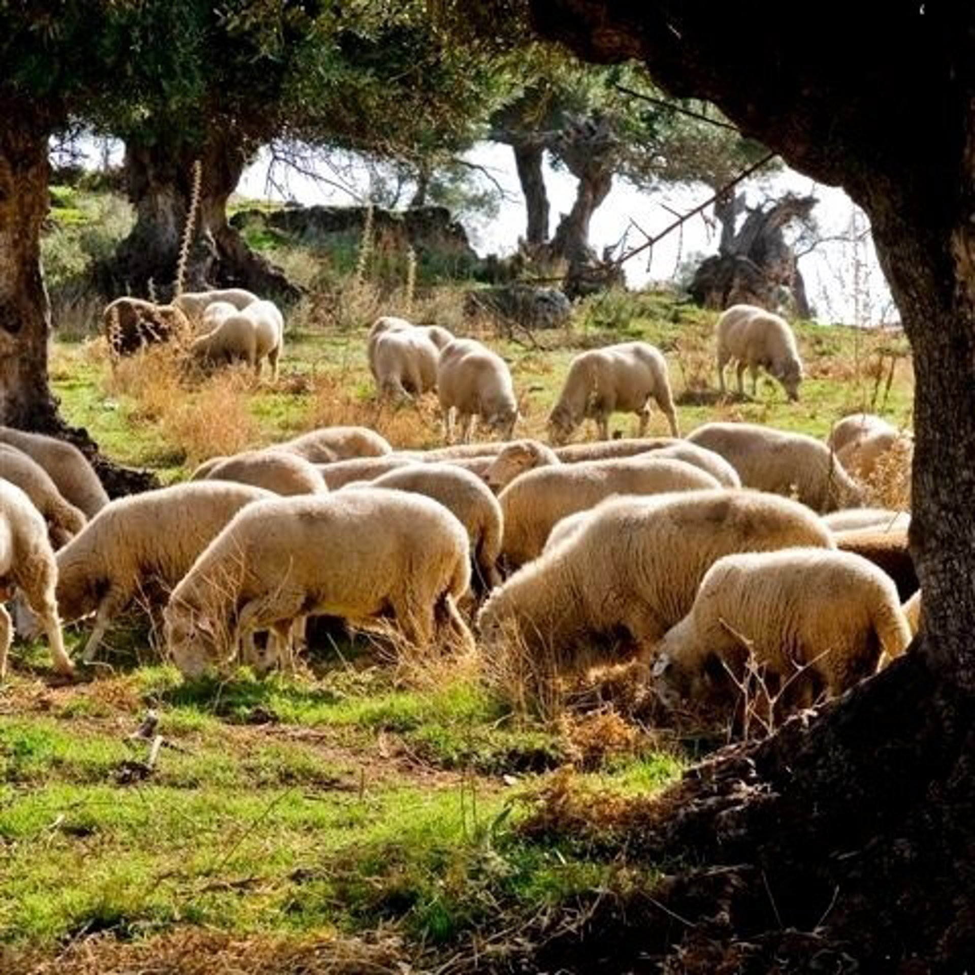 Andalucía afea al Ministerio que no haya reunido a las comunidades afectadas por el brote de lengua azul