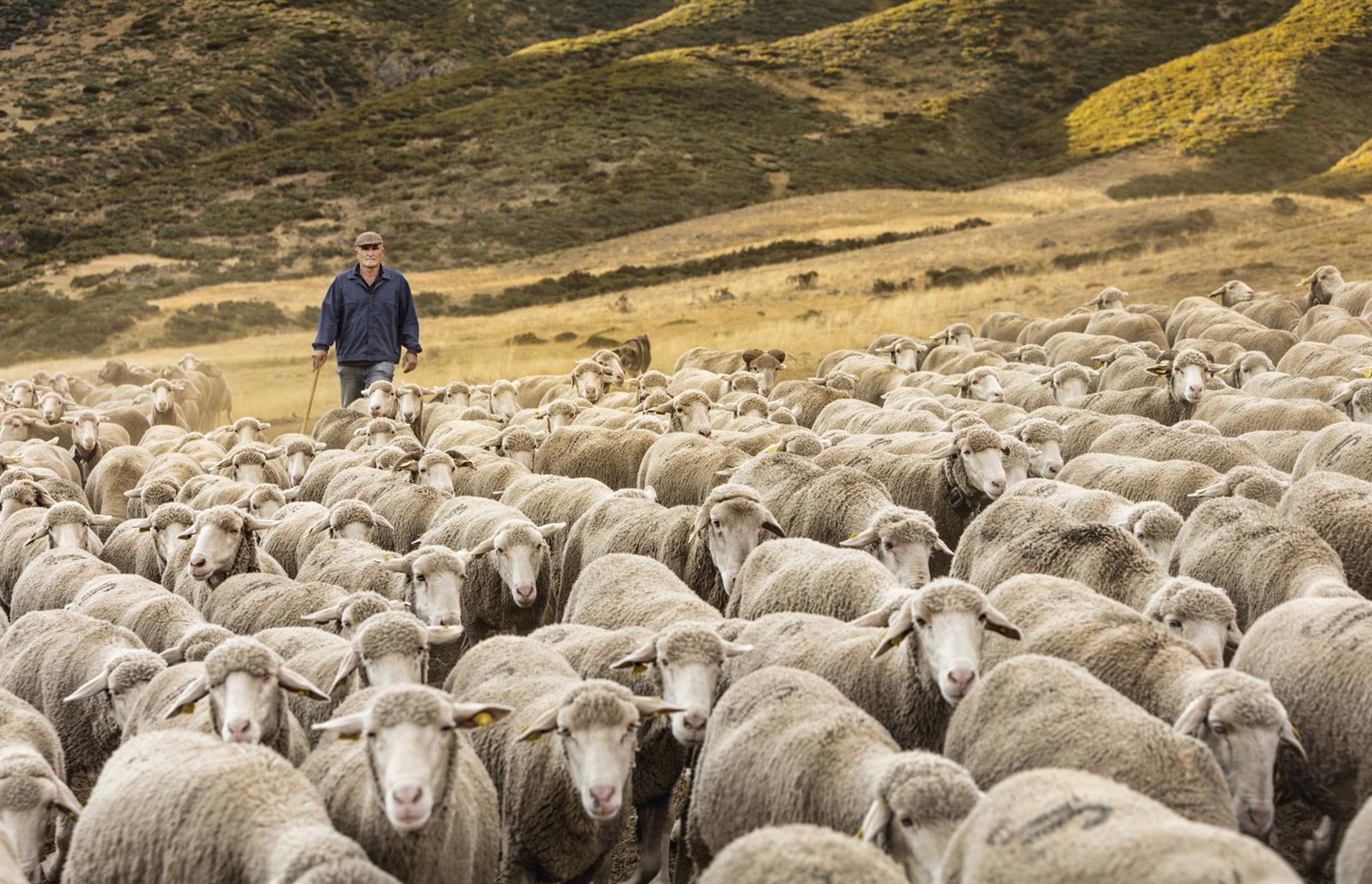 Interovic reivindica la importancia del pastoreo extensivo y trashumancia como aliados frente a los incendios