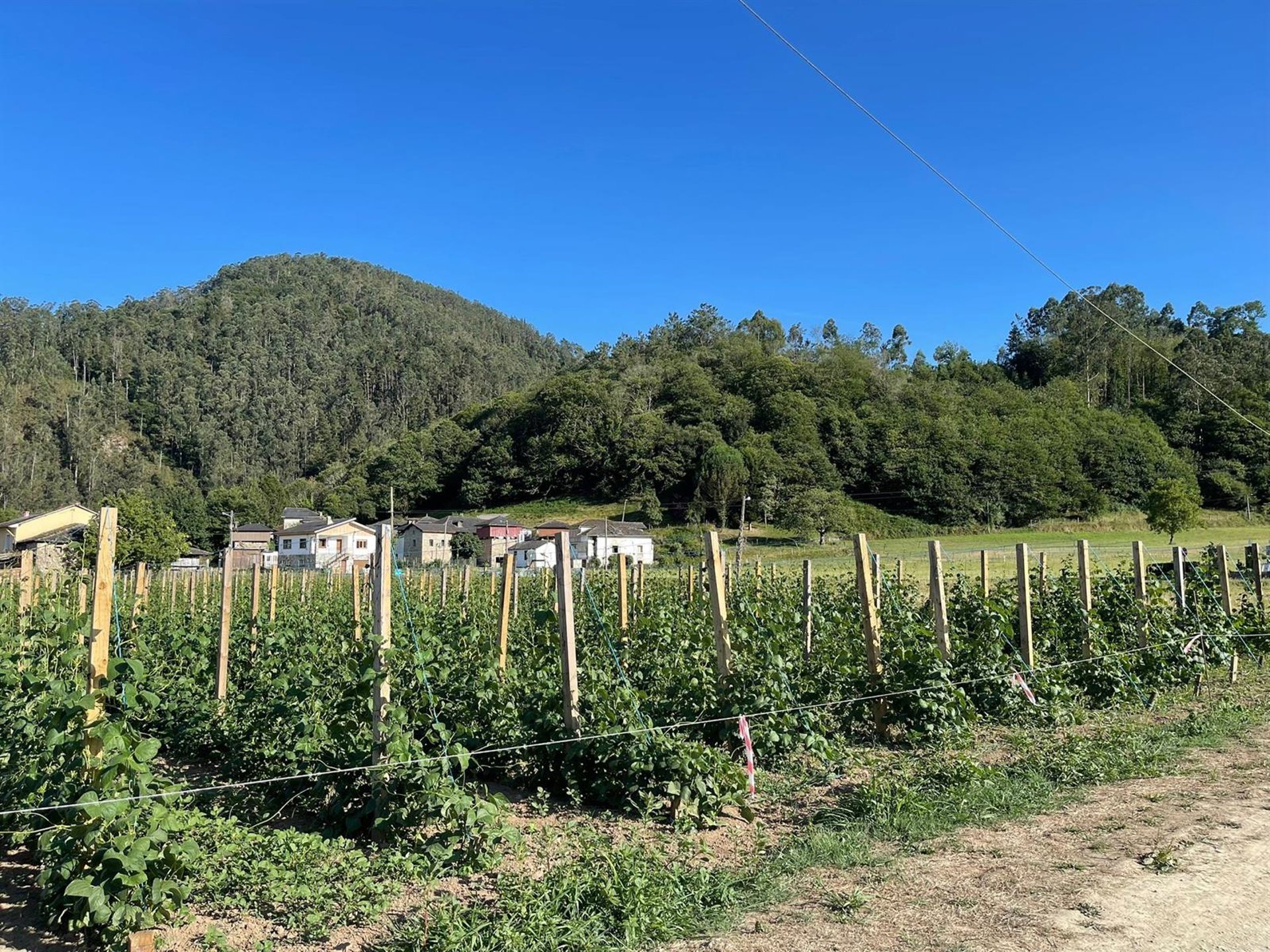 Productores de faba asturiana y verdina recibirán 568.000 euros para paliar las pérdidas por las lluvias