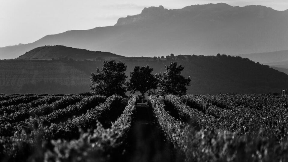 Alejandra Rubio Gil, nueva directora del órgano de control de la Denominación de Origen Rioja