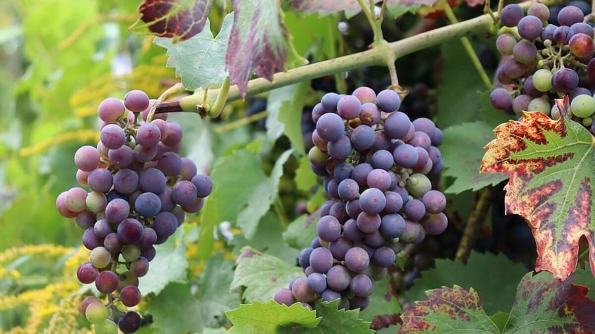 El sector del vino afronta una transformación sin precedentes por el impacto del cambio climático