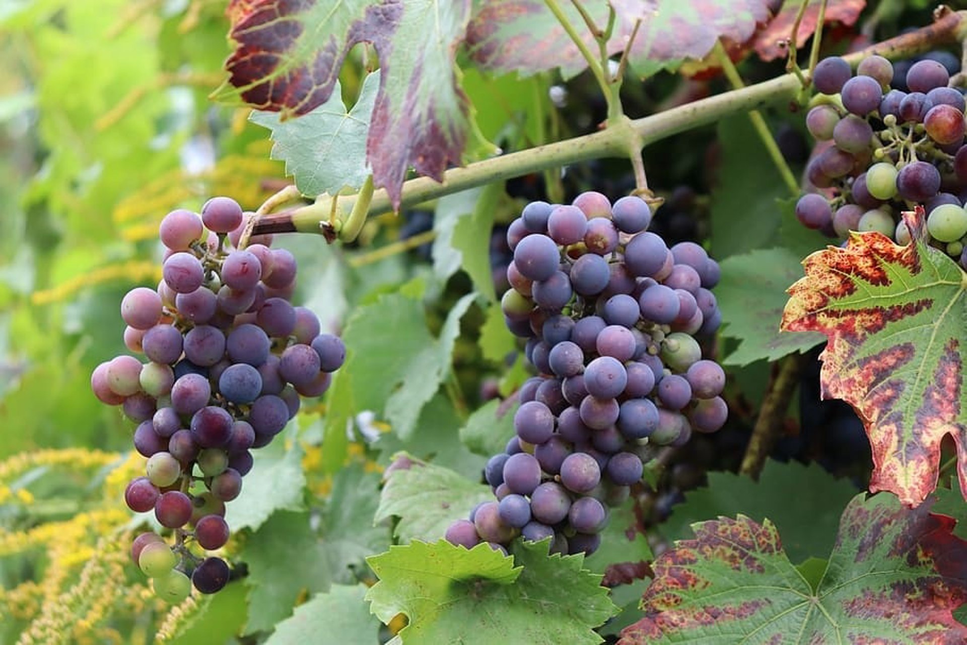 El sector del vino afronta una transformación sin precedentes por el impacto del cambio climático