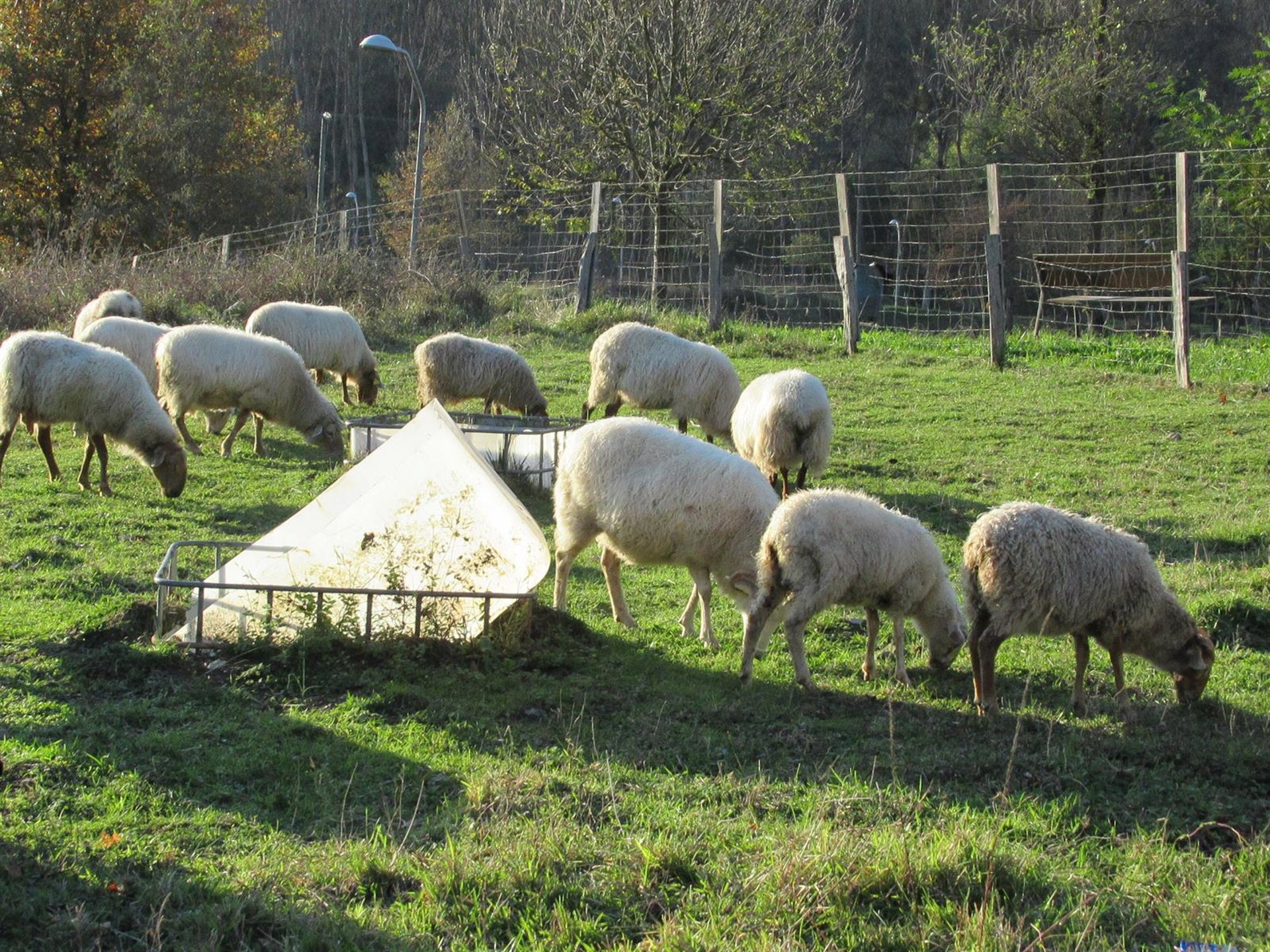La Red de Alerta Veterinaria recomienda vacunar «lo antes posible» frente a la lengua azul, según Agricultura