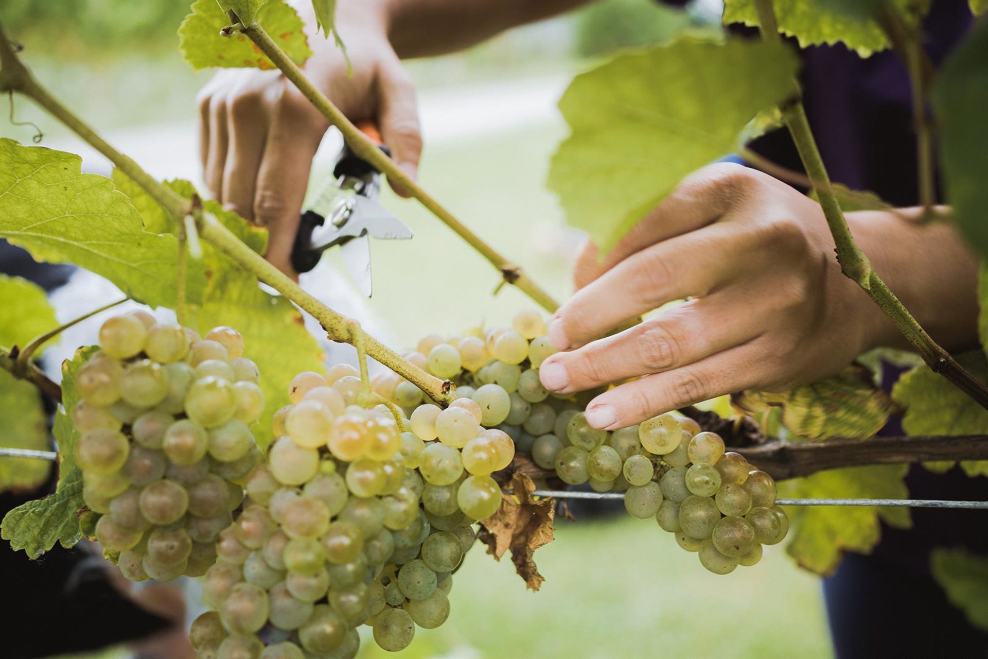 Bizkaiko Txakolina comienza la vendimia con la esperanza de mejorar la producción de las últimas campañas